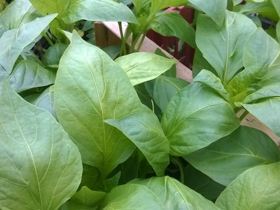 Plant de poivron Yolo Wonder