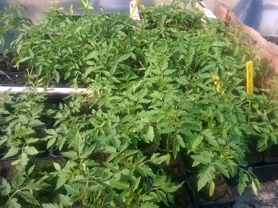plant de tomate Beefsteack
