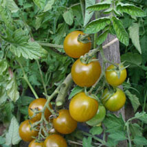 Plant de Tomate Cerise Raisin Vert