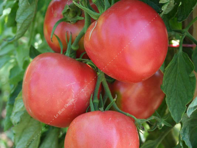 Plant de tomate Rose de Berne