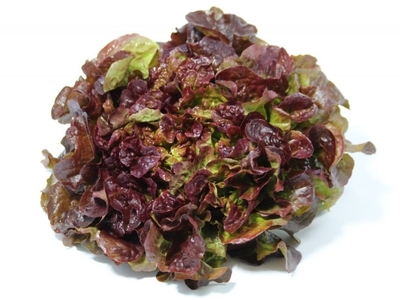 salade feuille de chêne brune SimonD.