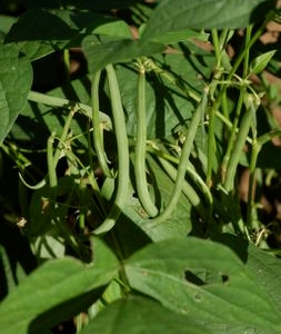 JADOUR Haricot vert