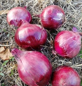 JADOUR Oignon rouge