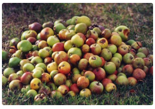 Pommes mélange plusieurs variétés (sachet de 1KG)