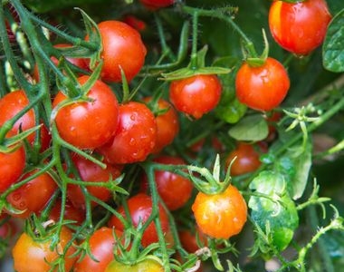 JADOUR Tomate cerise (la barquette 250g)