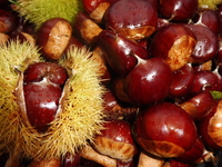 APERO TCHÂT'' LATINO