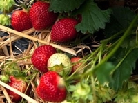 Confiture de Fraise/ Vin Rouge (105g)