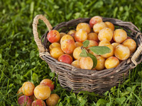 Confiture Mirabelle / Vin de  Paille (110g)