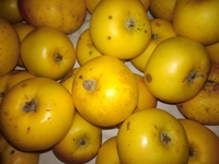 Pommes à cuire en mélange