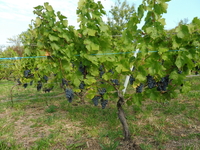 Raisin de table : Palatina