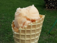 Sorbet Pêches du verger  (1/2L)