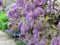 Glycine de chine