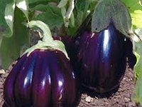 Plant d' aubergine Violette de barbentane