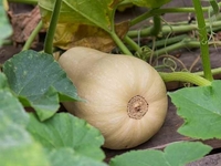 Plant de courge Butternut