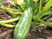 Plant de courgette verte