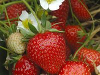 Plant de fraisier remontant