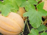 Plant de melon