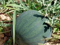 Plant de pastèque