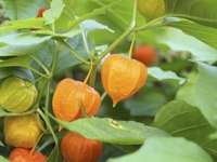 Plant de physalis