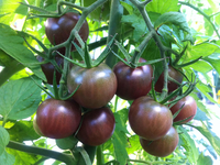 Plant de tomate cerise black cherry
