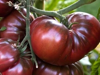 Plant de tomate noire de crimée