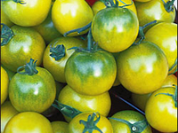 Plants de tomate cerises verte