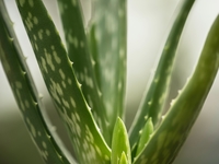 Plant d'aloe vera en pot