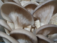 Pleurote Gris frais sac de 1kg