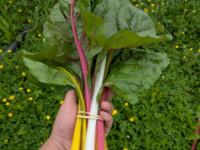Blette botte couleur
