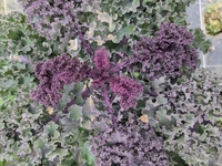 chou kale rouge