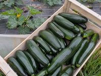 Courgette