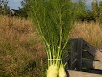 fenouil botte