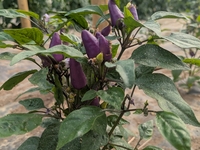 piment aurora