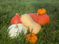 soupe de courge