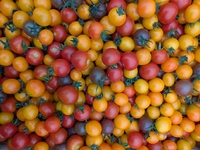 tomate cerise