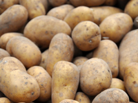Pomme de terre à chair ferme  altesse