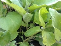 Plant d'aubergine Barbantane