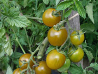 Plant de Tomate Cerise Raisin Vert