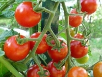 Plant de tomate Cerise Rouge