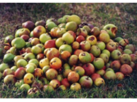 Pommes plusieurs variétés mélangées (sachet de 1KG) les vergers de Paupenne