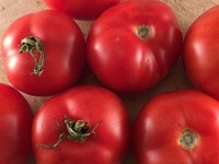 Tomates ronde500g JAdour