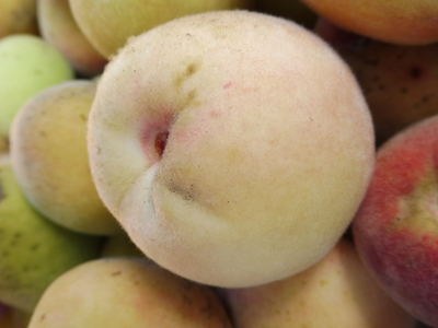 Pêches de vigne