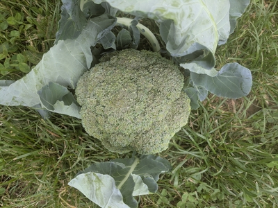 brocoli