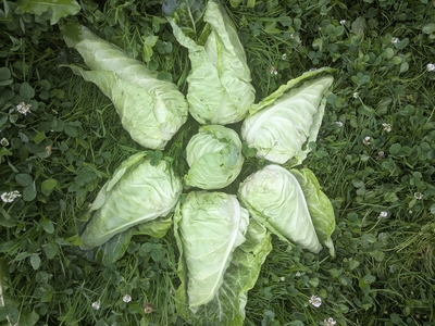 chou pointu cœur de bœuf