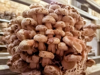 Shiitaké frais sac de 500g