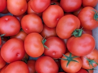 tomate ronde rouge