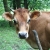 Ferme Cap Del Mail