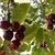 cerises