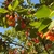 Cerises douces type guigne