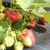 Coulis de Fraises 75Cl (825g)